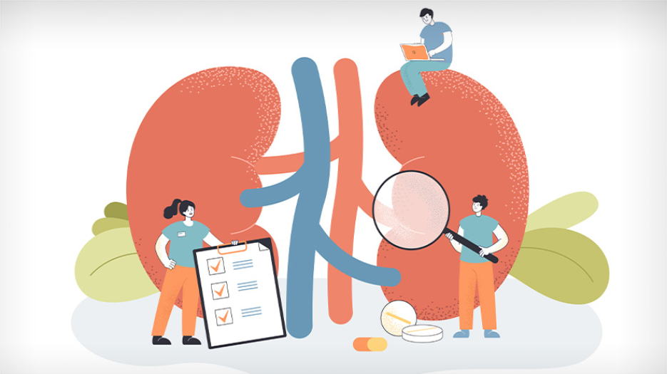 Illustration of large kidney with health care workers around it doing tasks