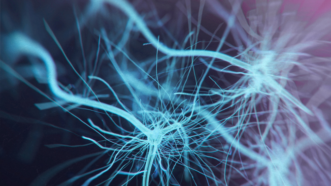 Neurons are specialized cells whose electrical signals are critical to brain function. Much of what we know about human neurons has come from experimental models rather than living human tissue.