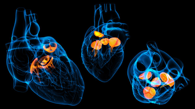 The human heart has four valves, which prevent the blood from flowing in the wrong direction. Cells that make up heart valves are derived from endocardial cells.