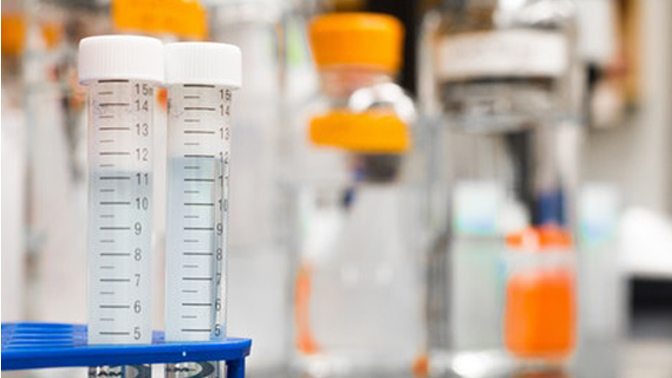 In vitro and in vivo studies have their merits and flaws, but both are required to holistically evaluate the safety and efficacy of an experimental drug.