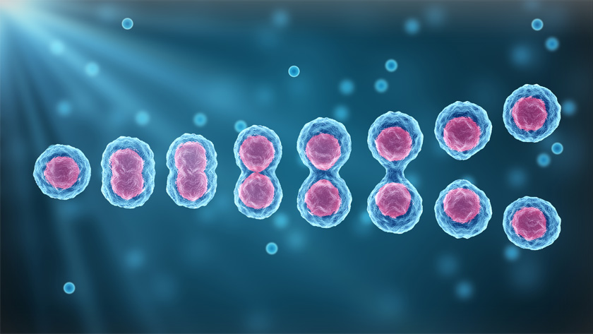 Blood stem cells are immature cells that reside in the bone marrow. When activated, they can develop into different types of cells found in the blood (i.e., red blood cells, immune cells and platelets).