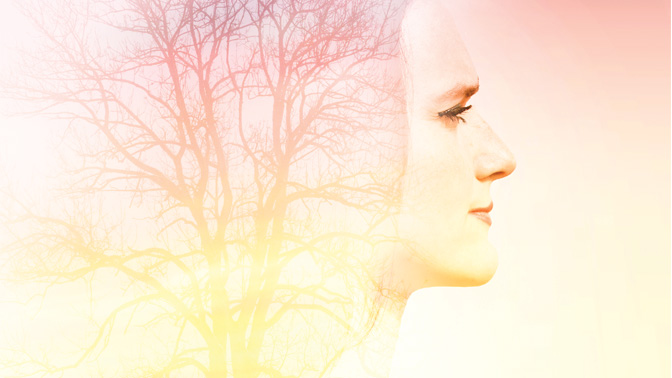 Mammary ducts form a complex branched system, similar to the branches of a tree.