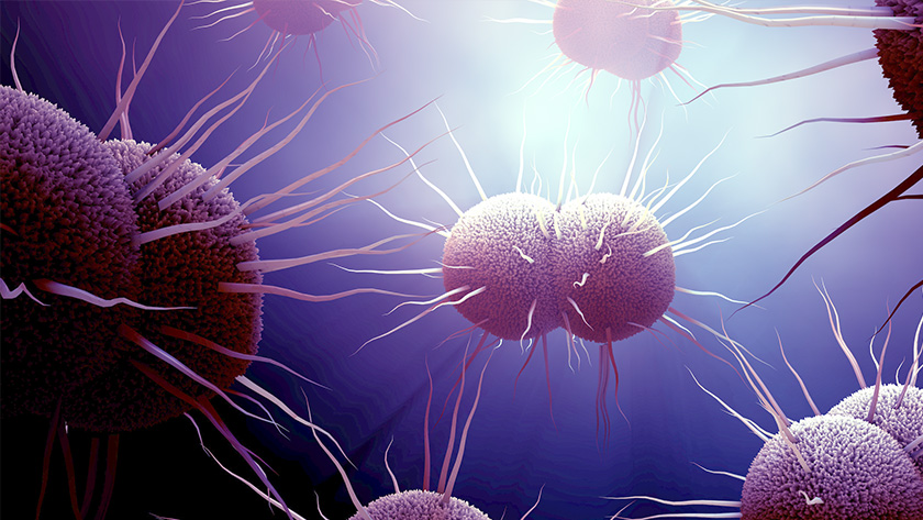 Of the many species of bacteria within the Neisseria genus, only two are pathogenic: One causes meningitis and the other causes gonorrhea.