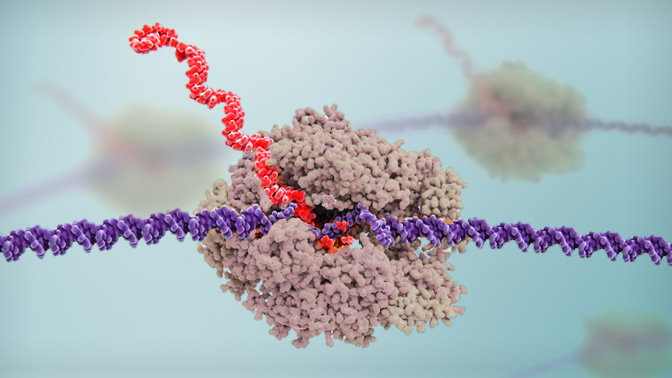 Similar to the copying of a document by hand, cells look up' parts of the genome by making an RNA copy (red) of the DNA blueprint (purple) through a process called transcription.