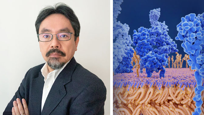 Dr. Naoto Hirano, Senior Scientist and Associate Director of Research for the Tumor Immunotherapy Program at the Princess Margaret Cancer Centre, and Scientific Co-Founder of TCRyption Inc. On the right is an illustration of the T cell receptor (dark blue