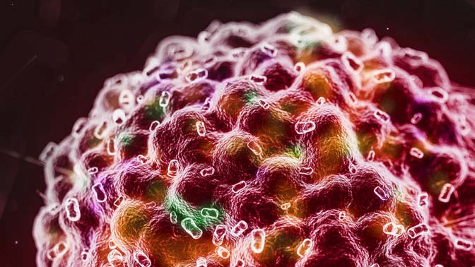Cancer cells have a multitude of unique features on their surface that can be targeted by the immune system, which forms the basis of cancer immunotherapy.