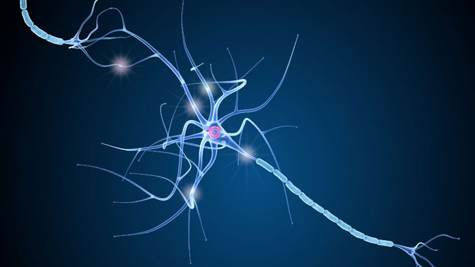 Nerve fibres are covered by a fatty insulation layer called myelin. The formation of myelin associated with white matter begins in the second trimester and continues into adulthood.