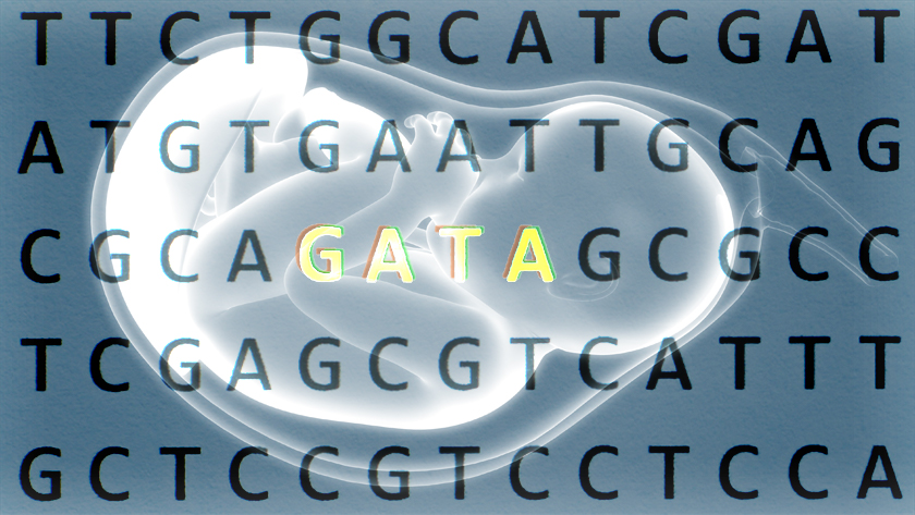 When leukemia develops in children with Down syndrome, it begins during the second trimester in long-term blood stem cells that harbour mutations in the GATA1 gene.