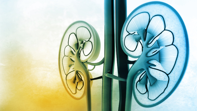 The kidneys (pictured here) filter cell waste from up to 180 litres of blood per day and excrete it in the form of urine.