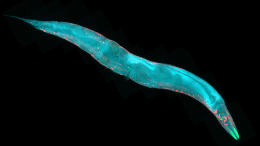The adult C. elegans nematode, or roundworm, has 302 neuronsone third of all the cells in its body.