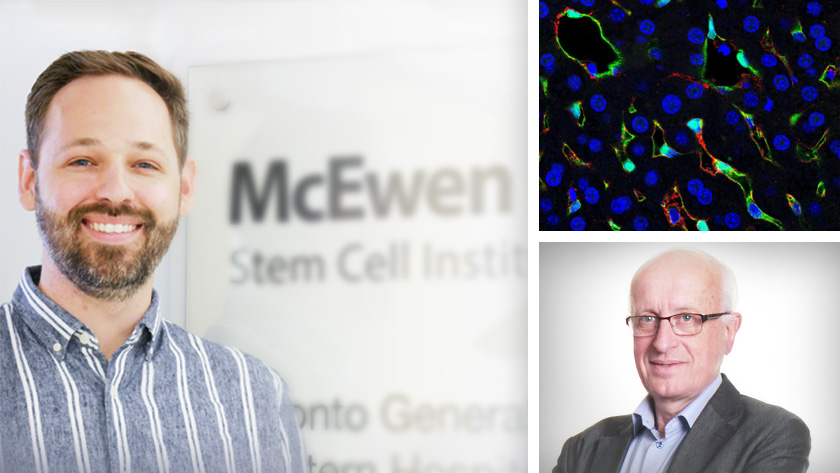 (L) Dr. Blair Gage, lead author of the study; (R) Dr. Gordon Keller, senior author of the study. The immunofluorescence image shows human pluripotent stem cell-derived liver endothelial cells (green) and nuclei (blue). The human endothelial cells produce