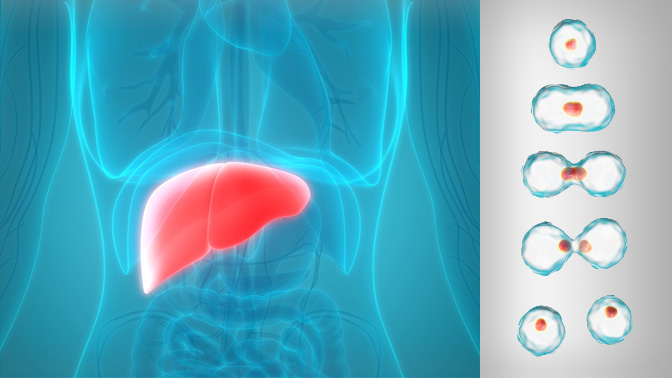 Human pluripotent stem cells undergo rapid cell division and develop into three primary cell types that give rise to all cells in the body. A research team at UHN used human stem cells to produce functional specialized liver cells.
