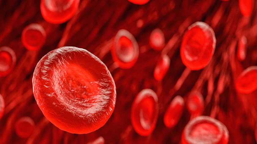 The most common form of hemoglobin produced in adult red blood cells comprises two alpha and two beta building blocks. Alpha and beta thalassemia, the two main types of thalassemia, reduce production of the corresponding building blocks.