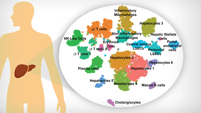 A graphical representation of the 20 different cells identified within the liver atlas. Adapted from MacParland et al., Nature Communications. 2018.