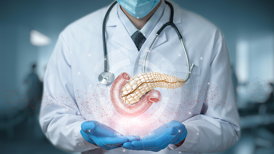 Person in gloves and lab coat holding an illustration of a pancreas