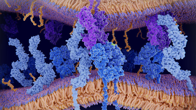 The human leukocyte antigen (HLA) complex comprise a group of proteins that reside on the cell surface of immune cells that regulate the immune system.