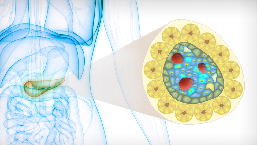 The pancreas (left) is organized in repeating structures called the islets of Langerhans. In these islets, beta cells (bright blue) are located near blood vessels (red), enabling them to release insulin into the bloodstream.