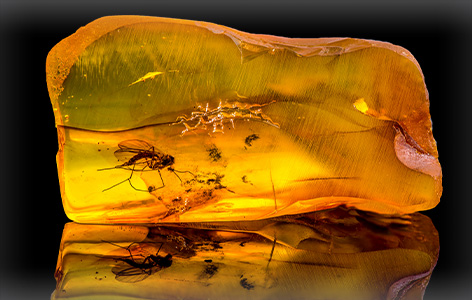 Like prehistoric mosquitos trapped in amber, fossilized' viruses are buried deep within our genomes and may hold some surprising benefits in the fight against cancer