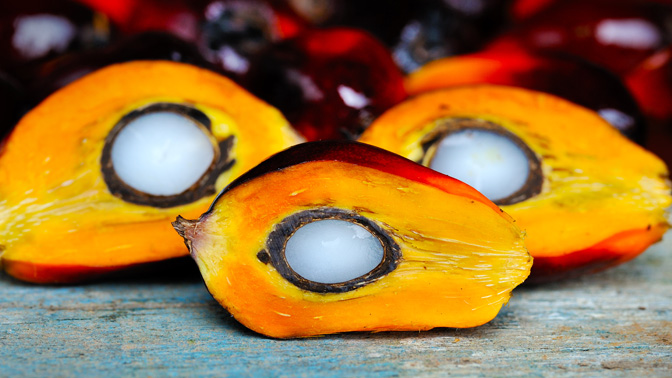 Palmitic acid is a major constituent of palm oil, one of the most widely consumed vegetable oils. Palm oil is made from the pulp of the oil palm fruit (pictured above).