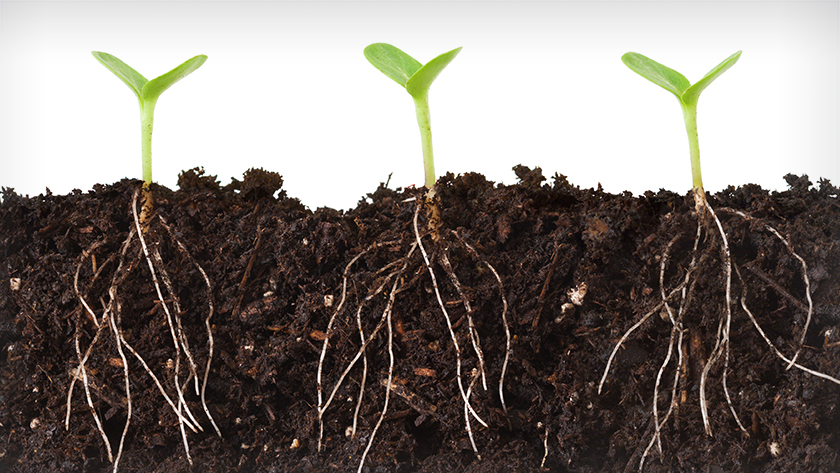 Just as plants need roots to gather nutrients from the soil, cell transplants need to build connections with their host environment to survive and function. Vascularization, the formation of blood vessels between the transplant and recipient tissues, is c