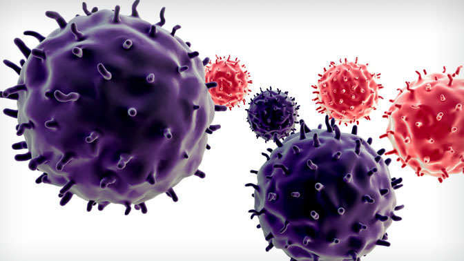 Macrophages and monocytes are specialized immune cells examined in this study. Their primary role in the body is to attack and destroy foreign organisms.