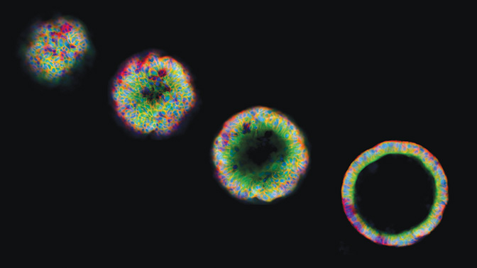 Z-stack confocal microscopy images of epithelial cells from the lung forming hollow colonies, which were used by researchers to reveal whether single cells were able to grow and duplicate.