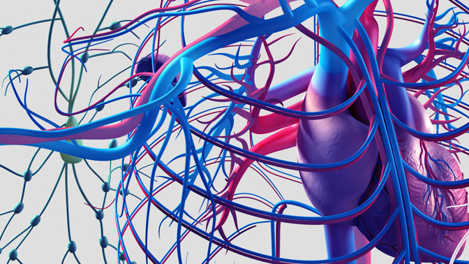Systemic lupus erythematosus, the most common form of lupus, can affect many parts of the body including the blood system, bones, brain, heart, joints, kidneys, and lungs. 
