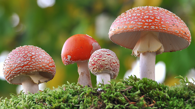 The drugs examined in this study treat infections caused by a primitive organism known as a fungus. Mushrooms, mold and yeast are all members of the fungus family.
