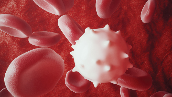 A first-in-human clinical trial is underway at PM to evaluate the safety and efficacy of double negative T-cells (white blood cells, illustrated in image above) as a treatment for leukemia.