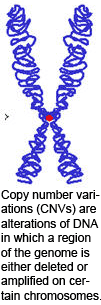 Copy number variations (CNVs) are alterations of DNA in which a region of the genome is either deleted or amplified on certain chromosomes.