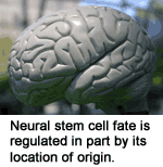Neural stem cell fate is determined in part by its location of origin.