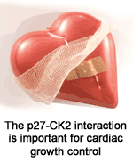 The p27-CK2 interaction is important for cardiac growth control
