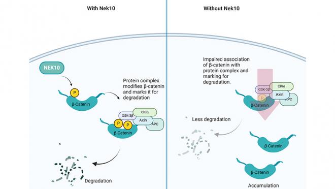 Illustration of what happens in the cell with and without Nek10