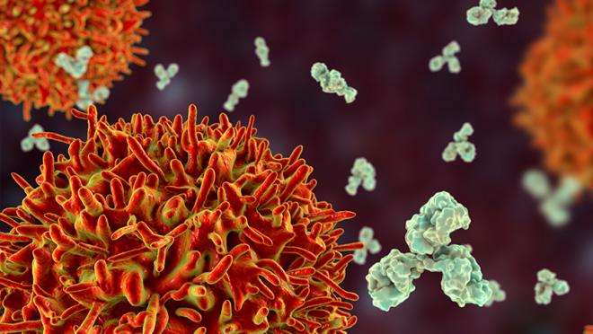 Illustration of interaction between cells and antibodies produced by the immune system.